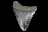 Fossil Megalodon Tooth - Serrated Blade #130737-2